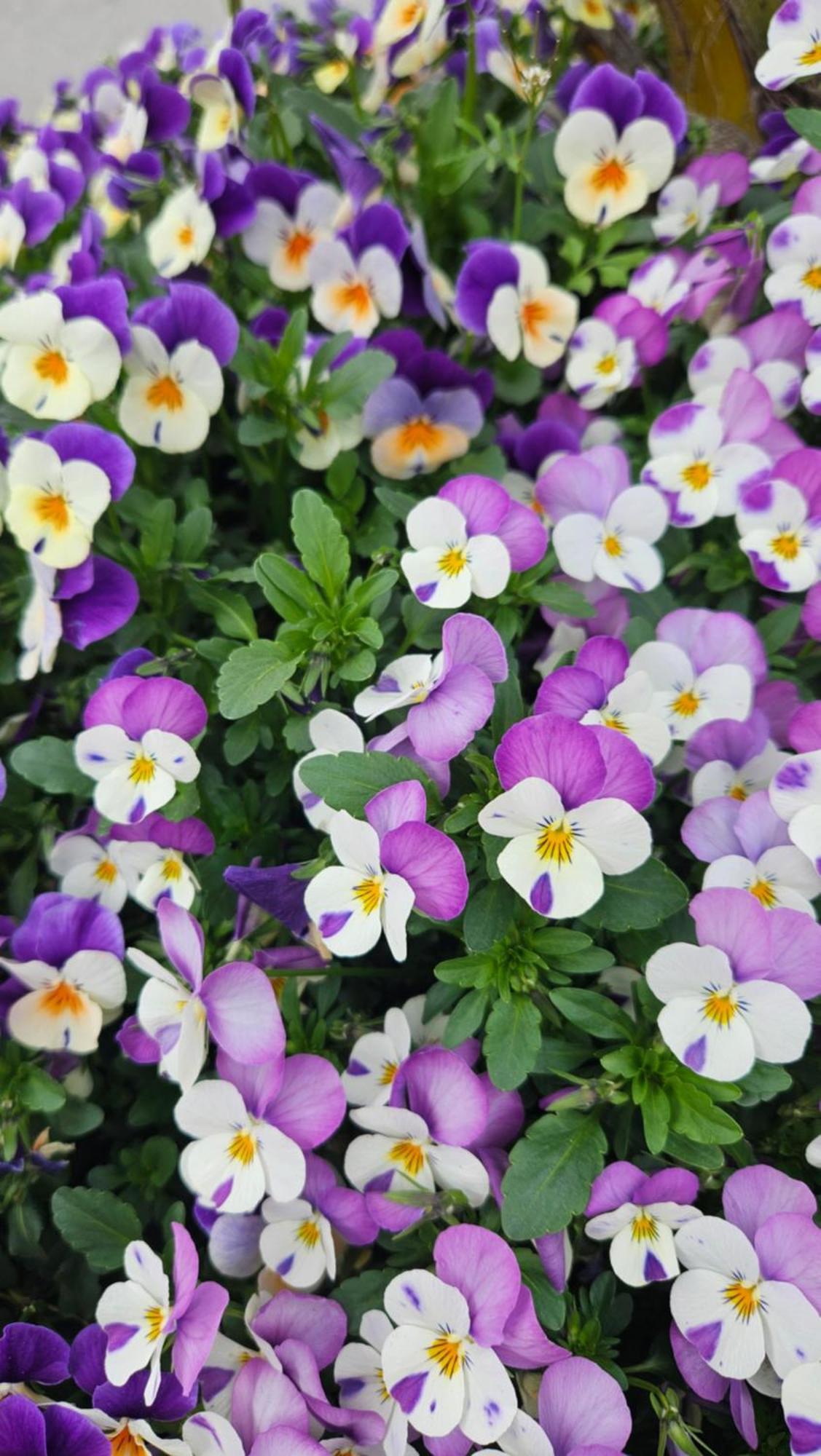 La Valle Fiorita Soviore Ngoại thất bức ảnh
