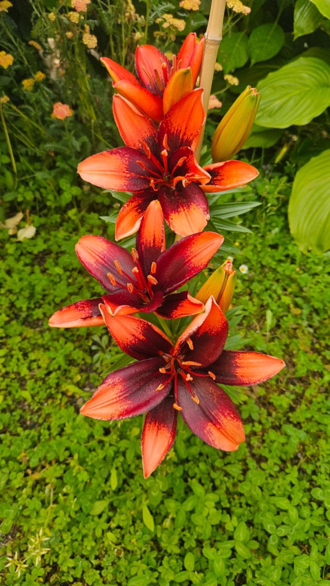La Valle Fiorita Soviore Ngoại thất bức ảnh